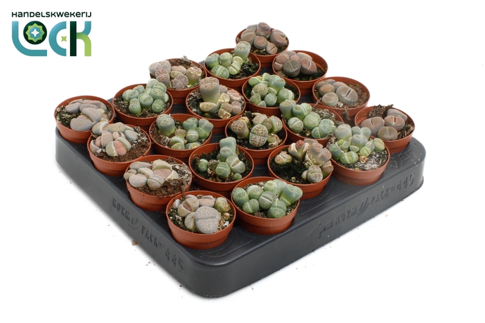 <h4>Lithops mix</h4>