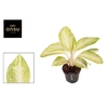 Aglaonema Arctic Lime