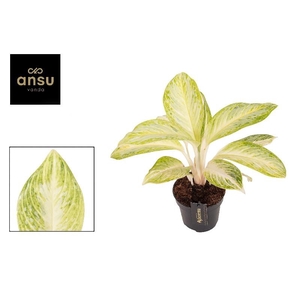 Aglaonema Arctic Lime