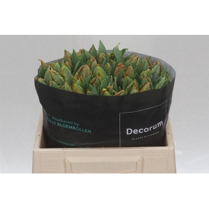 Tulipa Parkiet Irene Parrot