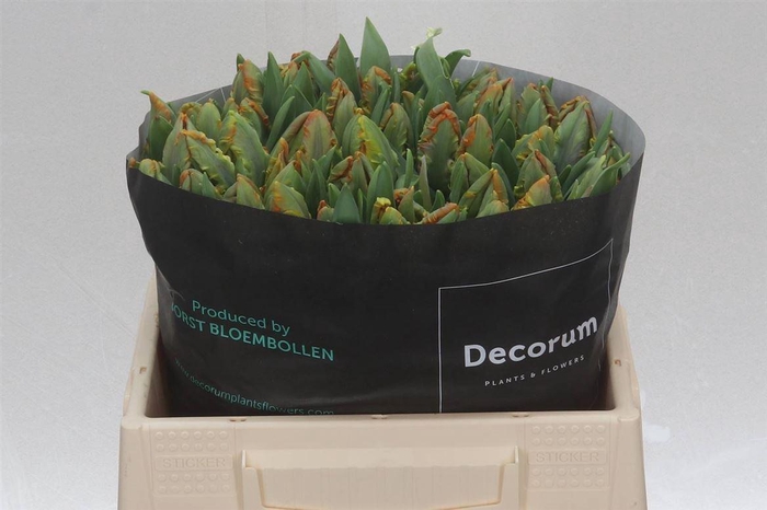 <h4>Tulipa Parkiet Irene Parrot</h4>