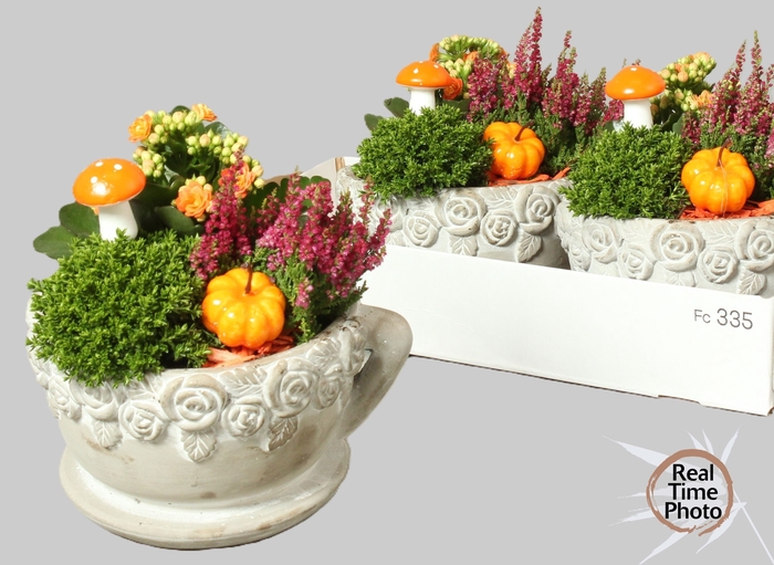 <h4>ARR TUINPLANTEN</h4>