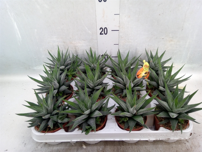 Haworthia fasciala 'Concolor'