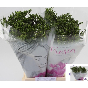 Freesia enk Delta River