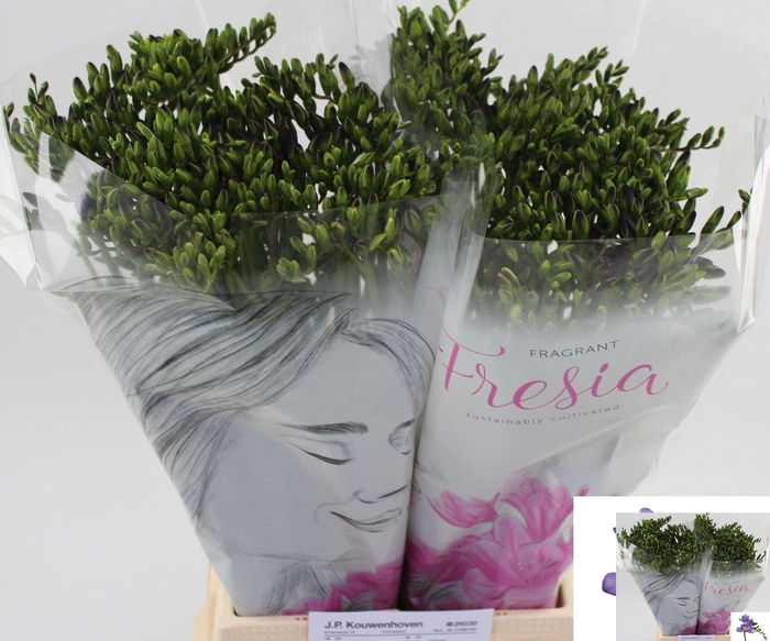 <h4>Freesia enk Delta River</h4>