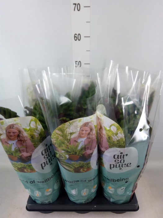 <h4>Calathea   ...</h4>