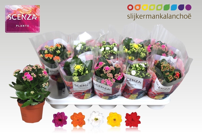 <h4>KAL GE GEM 5 KL</h4>