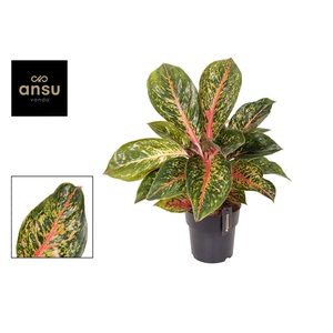 Aglaonema Lychee Red