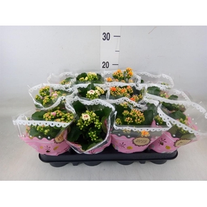 Kalanchoe blos.   ..mix