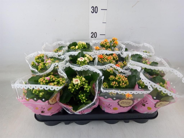 <h4>Kalanchoe blos.   ..mix</h4>