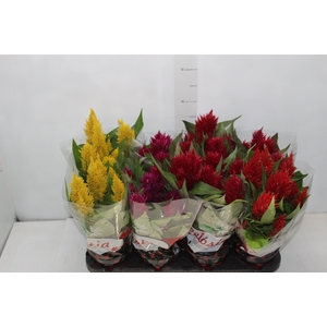 CELOSIA P14 VARIADO
