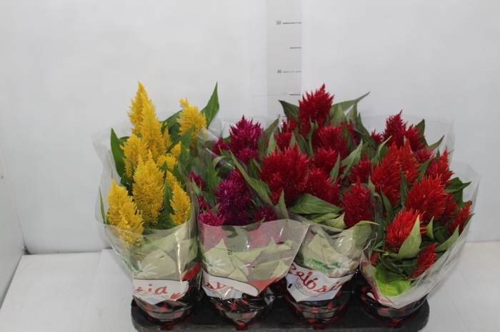 <h4>CELOSIA P14 VARIADO</h4>