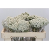 Ozothamnus Booming White