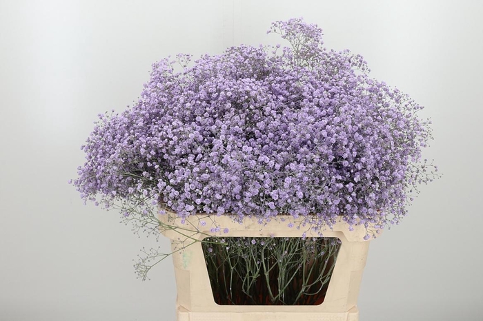 <h4>Gyps Kl Bh Milka</h4>