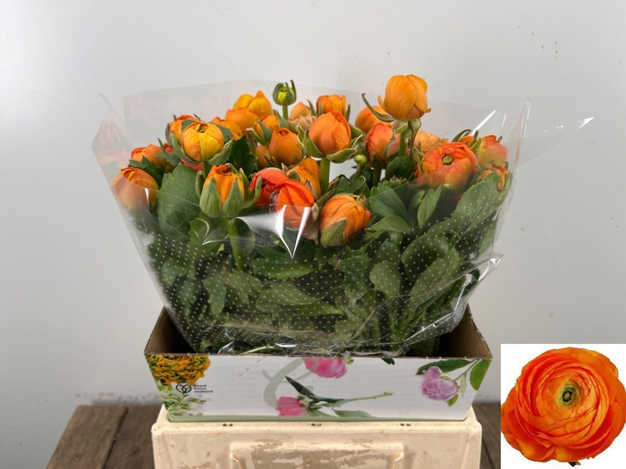 <h4>RAN EL ORANGE</h4>