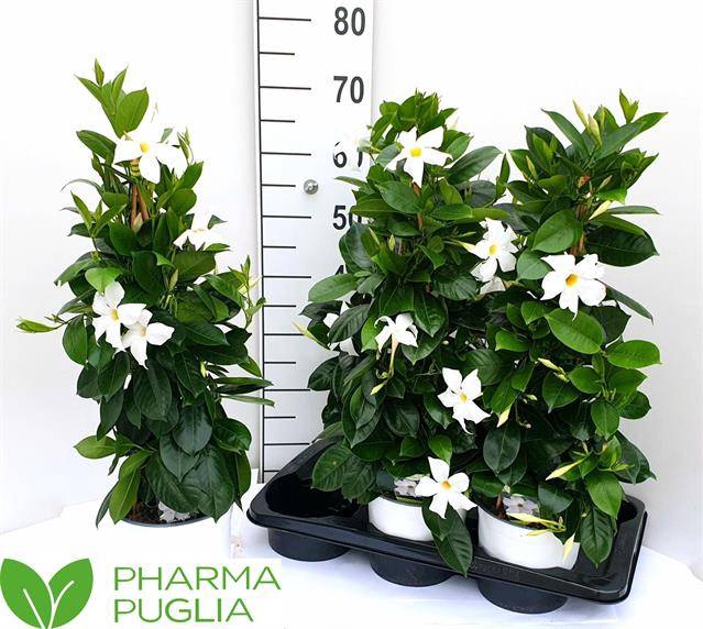 <h4>.Mandevilla rio white</h4>