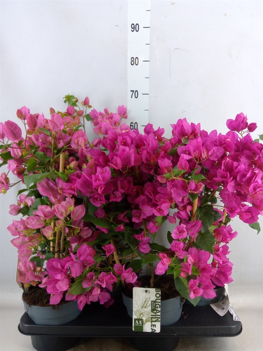 <h4>Bougainvillea  'Sanderiana'</h4>