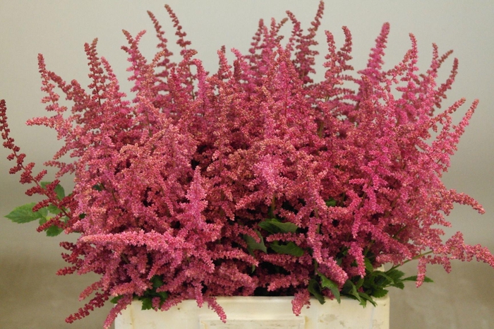 <h4>ASTIL C LOUD N PROUD</h4>