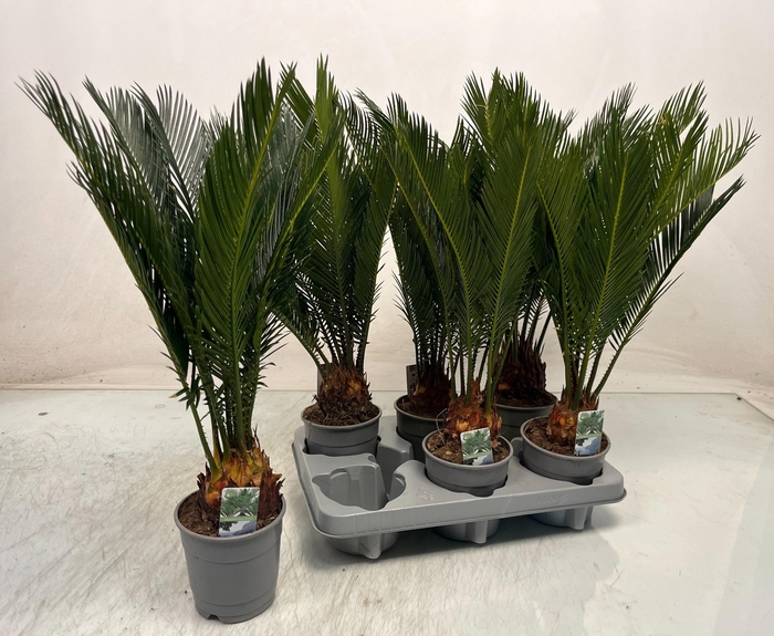<h4>CYCAS REVOLUTA</h4>
