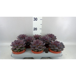 Echeveria   ...