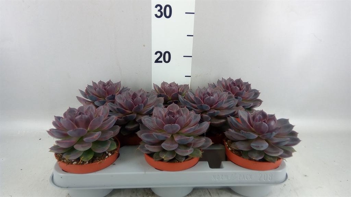 <h4>Echeveria   ...</h4>