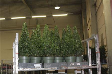 <h4>Buxu Sempervirens</h4>