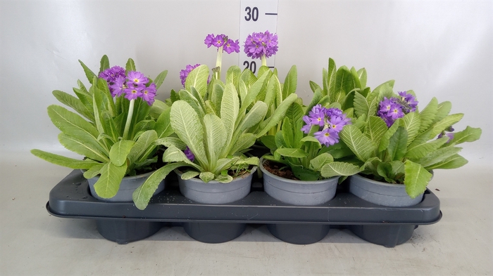 <h4>Primula denticulata</h4>