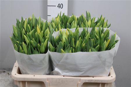 <h4>Tu En Strong Gold</h4>