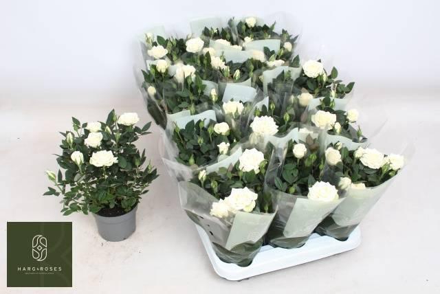 <h4>RO ALASKA KORDANA</h4>