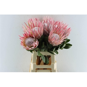 PROTEA CYNAROIDES