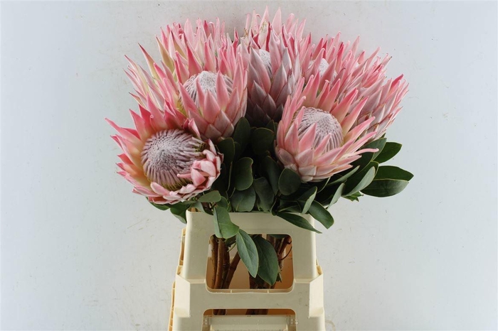 <h4>PROTEA CYNAROIDES</h4>