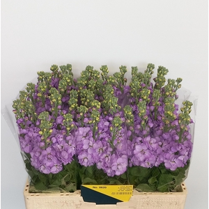 MATTH MATHILDA LAVEN