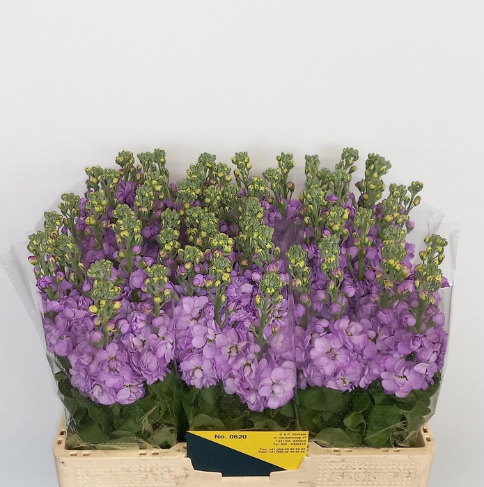 <h4>MATTH MATHILDA LAVEN</h4>