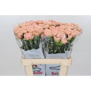 Dianthus St Lege Marrone (min 1cc 27x80)