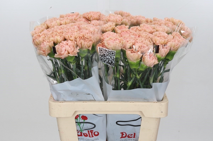 <h4>Dianthus St Lege Marrone*</h4>