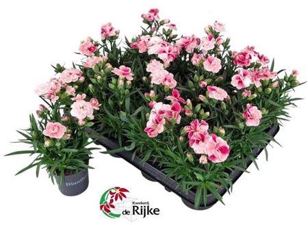 <h4>Dian Sprint Pink Pro</h4>