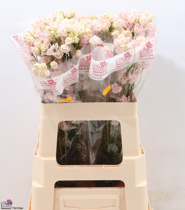 <h4>DELPH EN M SUG PINK</h4>