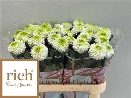 <h4>Chr G Alibaba</h4>