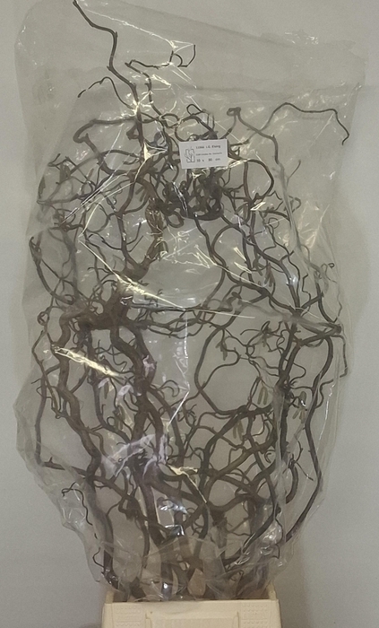 <h4>CORYL AV CONTORTA</h4>