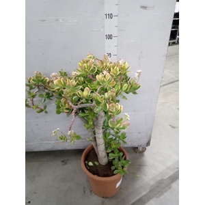 Crassula ovata 'Sunset'