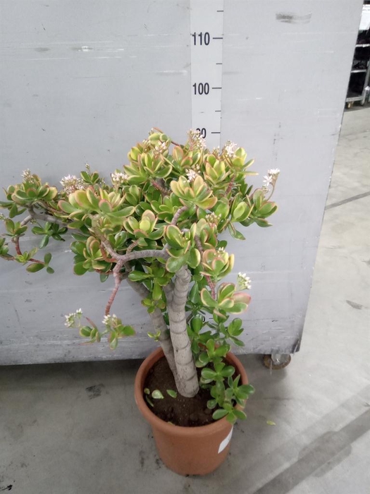 <h4>Crassula ovata 'Sunset'</h4>