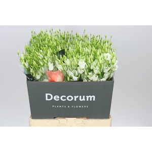 Eust En Botanic White
