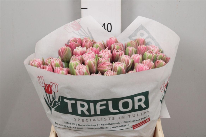 <h4>Tu Du Lets Dance</h4>