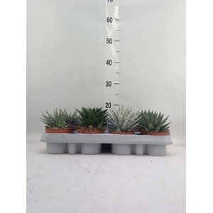 Haworthia   ...mix
