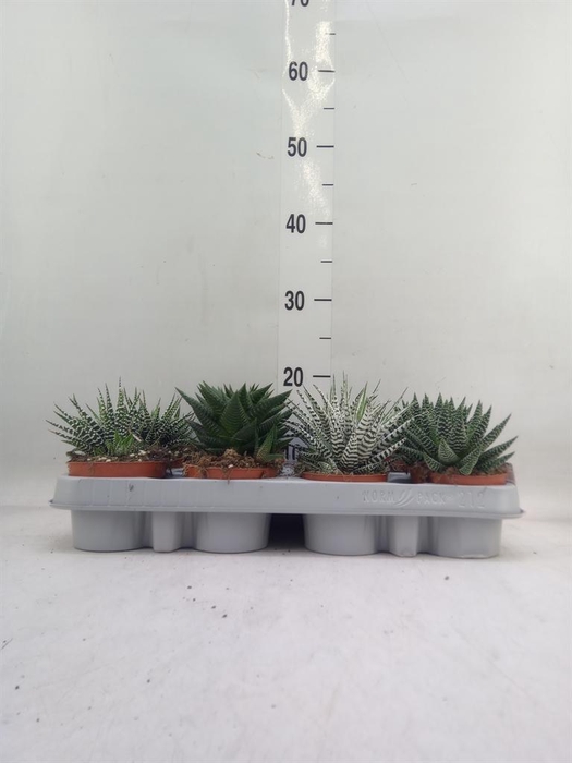 <h4>Haworthia   ...mix</h4>