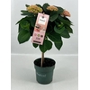 HYDRANGEA MAGICAL STAM  PINK