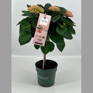 HYDRANGEA MAGICAL STAM  PINK