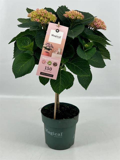 <h4>HYDRANGEA MAGICAL STAM  PINK</h4>