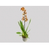 ORQUIDEA CATATANTE SUN SPOTS P15