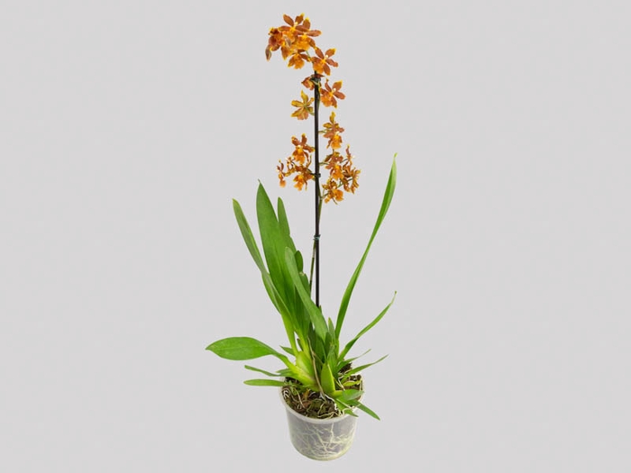 ORQUIDEA CATATANTE SUN SPOTS P15